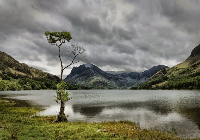 Lone Tree Buttermere , BERNARD, portfolio