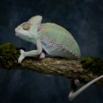 Chameleon