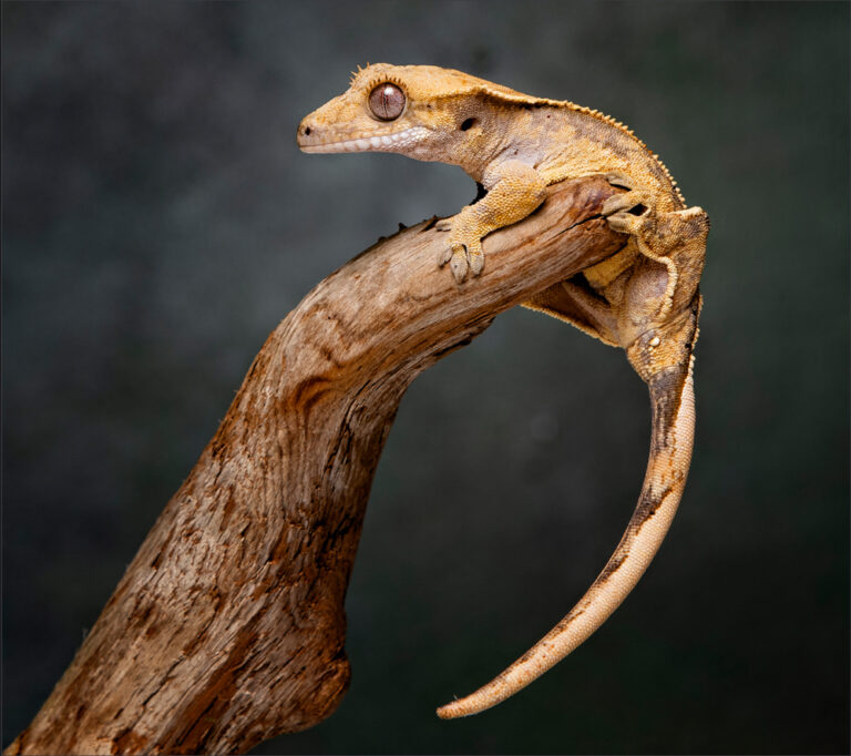 Crested Gecko,Keith, RESULTS GALLERY