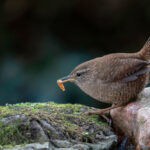 Wren with worm, ,STEVE, PORTFOLIO