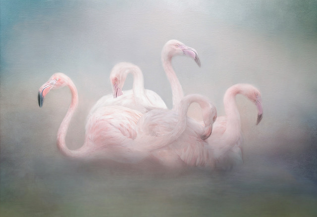 Flamboyance of Flamingoes, lynda haney, talk, members night, oct 22
