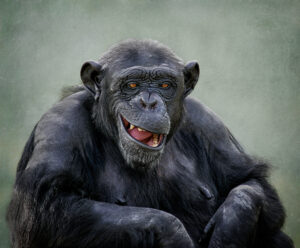 cheeky chimp,results gallery,Tillman