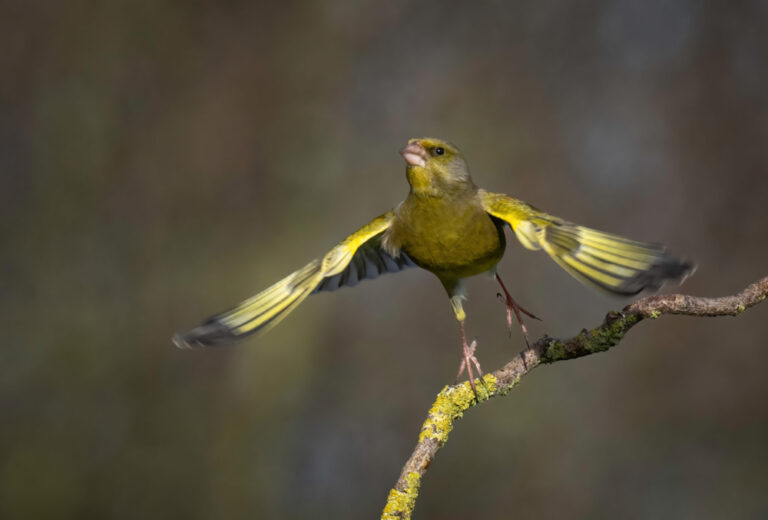 GreeNfinch take off, steve, runner up, march 23