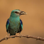 Roller with insect, Steve, results, Smethwick