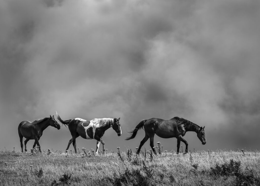 critique night 23, top shot